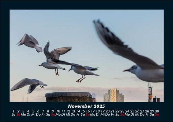 Produktbild: M&ouml;wen 2025 Fotokalender DIN A5