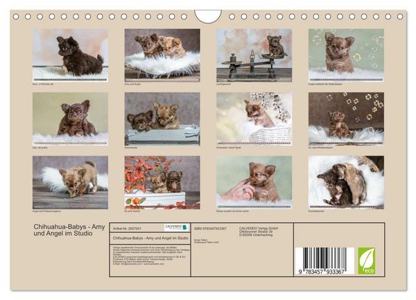 Produktbild: Chihuahua-Babys - Amy und Angel im Studio (Wandkalender 2026 DIN A4 quer), CALVENDO Monatskalender