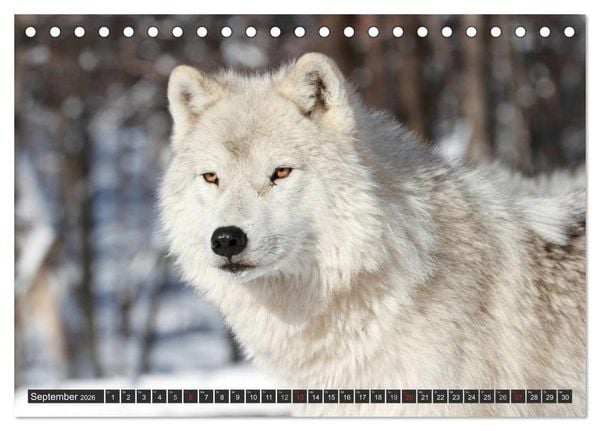 Produktbild: W&ouml;lfe. Graue Eminenzen (Tischkalender 2026 DIN A5 quer), CALVENDO Monatskalender