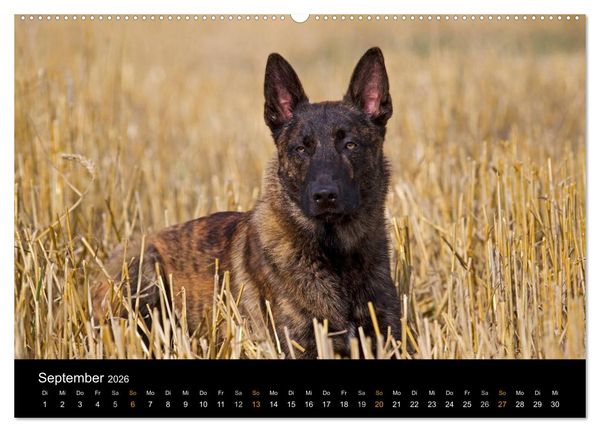 Produktbild: Holl&auml;ndischer Sch&auml;ferhund (Wandkalender 2026 DIN A2 quer), CALVENDO Monatskalender