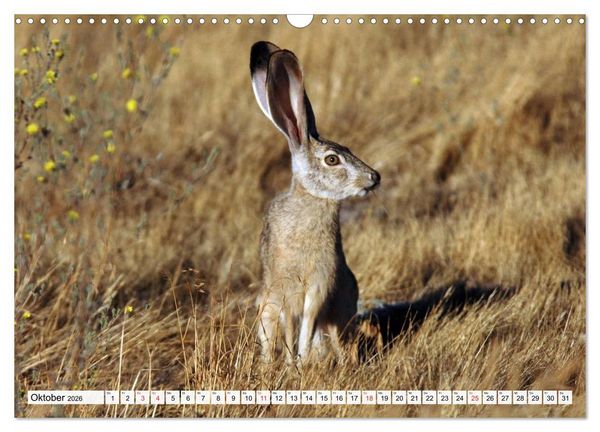 Produktbild: Kaninchen und Hasen (Wandkalender 2026 DIN A3 quer), CALVENDO Monatskalender