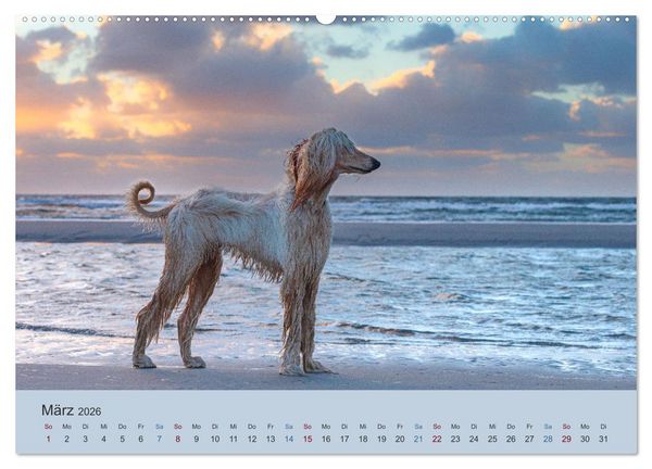 Produktbild: AFGHANISCHE WINDHUNDE 2026 (hochwertiger Premium Wandkalender 2026 DIN A2 quer), Kunstdruck in Hochglanz