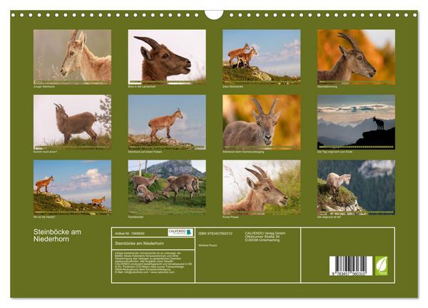 Produktbild: Steinb&ouml;cke am Niederhorn (Wandkalender 2026 DIN A3 quer), CALVENDO Monatskalender