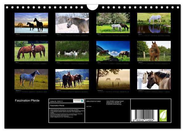 Produktbild: Faszination Pferde (Wandkalender 2026 DIN A4 quer), CALVENDO Monatskalender