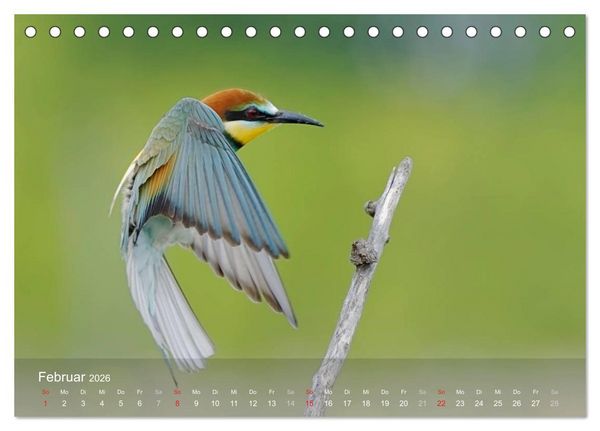 Produktbild: Europ&auml;ische Bienenfresser (Tischkalender 2026 DIN A5 quer), CALVENDO Monatskalender