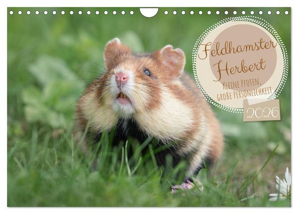 Produktbild: Feldhamster Herbert Kleine Pfoten, gro&szlig;e Pers&ouml;nlichkeit (Wandkalender 2026 DIN A4 quer), CALVENDO Monatskalender