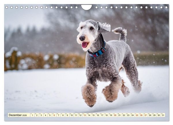 Produktbild: Bedlington Terrier - Hunde im Schafspelz (Wandkalender 2026 DIN A4 quer), CALVENDO Monatskalender