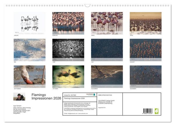 Produktbild: Flamingo Impressionen 2026 (Wandkalender 2026 DIN A2 quer), CALVENDO Monatskalender