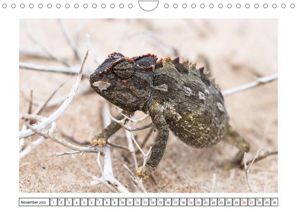 Produktbild: Wildlife - Tiere in Namibia (Wandkalender 2022 DIN A4 quer)
