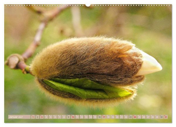 Produktbild: Faszinierende Pflanzenwelt (Wandkalender 2027 DIN A2 quer), CALVENDO Monatskalender