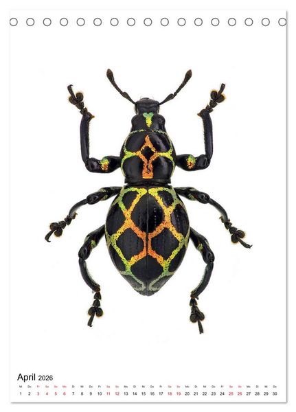 Produktbild: Die sch&ouml;nsten Insekten (Tischkalender 2026 DIN A5 hoch), CALVENDO Monatskalender