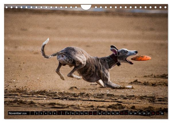 Produktbild: Windhunde - eine Leidenschaft (Wandkalender 2026 DIN A4 quer), CALVENDO Monatskalender