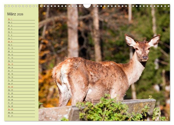 Produktbild: Wir sind die Stars im Wald (Wandkalender 2026 DIN A3 quer), CALVENDO Monatskalender