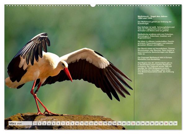 Produktbild: Heimische V&ouml;gel des Jahres (Wandkalender 2026 DIN A2 quer), CALVENDO Monatskalender