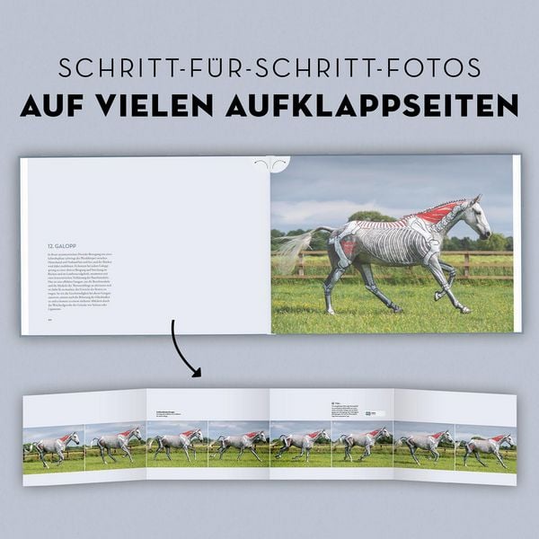 Produktbild: Anatomie in Bewegung