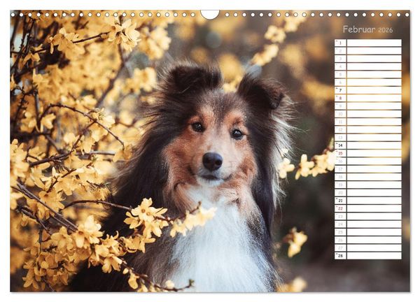 Produktbild: Shetland Sheepdogs Blacky, Anry, Mojo 2026 (Wandkalender 2026 DIN A3 quer), CALVENDO Monatskalender