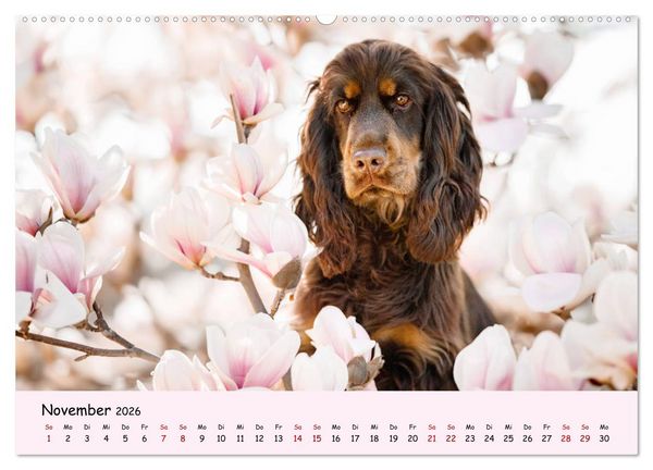 Produktbild: Elvis ein Engl. Cocker Spaniel wird Gro&szlig; (Wandkalender 2026 DIN A2 quer), CALVENDO Monatskalender