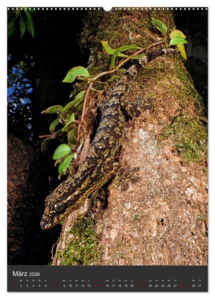 Produktbild: GECKOS (Wandkalender 2026 DIN A2 hoch), CALVENDO Monatskalender