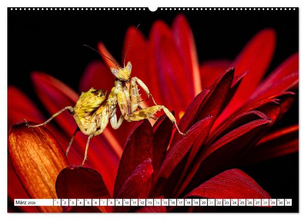 Produktbild: Im Bann der Mantis (hochwertiger Premium Wandkalender 2026 DIN A2 quer), Kunstdruck in Hochglanz