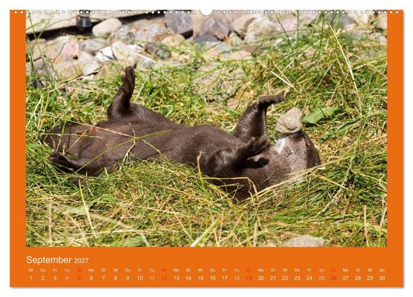 Produktbild: Tierkinder (Wandkalender 2027 DIN A2 quer), CALVENDO Monatskalender