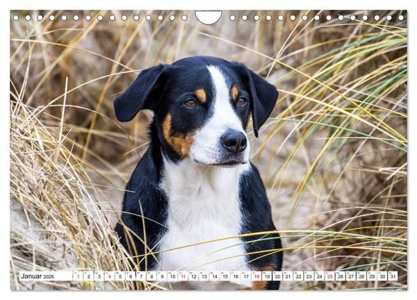 Produktbild: Appenzeller Sennenhunde (Wandkalender 2026 DIN A4 quer), CALVENDO Monatskalender