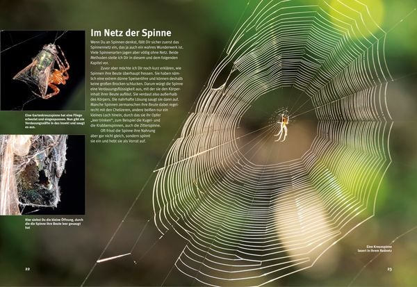 Produktbild: Entdecke die Spinnen