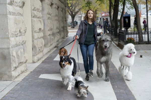 Produktbild: Bailey - Ein Hund kehrt zur&uuml;ck