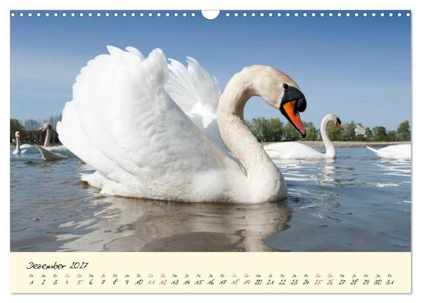 Produktbild: Vom K&uuml;ken zum stolzen Schwan (Wandkalender 2027 DIN A3 quer), CALVENDO Monatskalender