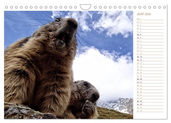 Produktbild: Wildlife - Verspielte Murmeltiere (Wandkalender 2026 DIN A4 quer), CALVENDO Monatskalender