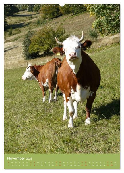 Produktbild: Schwarzwald und K&uuml;he im Hochformat (hochwertiger Premium Wandkalender 2026 DIN A2 hoch), Kunstdruck in Hochglanz