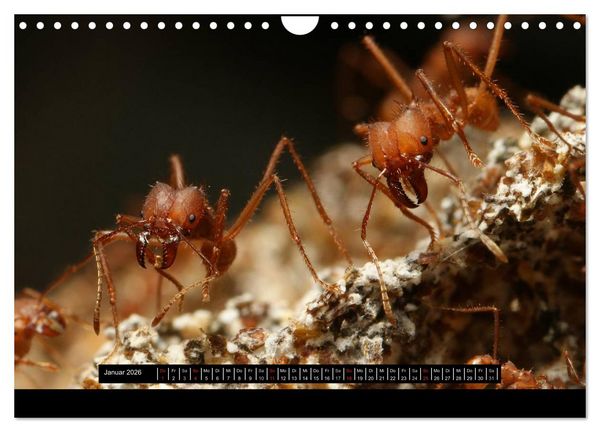 Produktbild: Exotische Ameisen (Wandkalender 2026 DIN A4 quer), CALVENDO Monatskalender