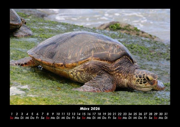 Produktbild: Schildkr&ouml;tenzauber 2026 Fotokalender DIN A3
