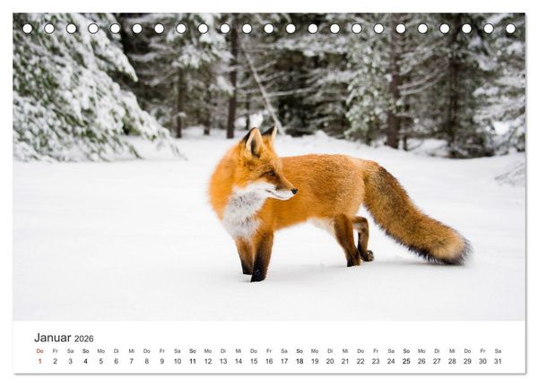 Produktbild: Flinke F&uuml;chse (Tischkalender 2026 DIN A5 quer), CALVENDO Monatskalender