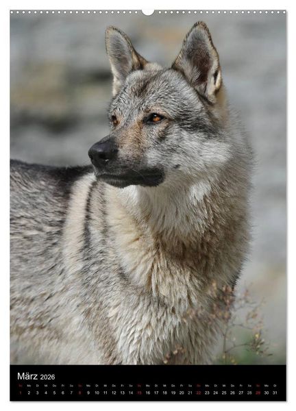 Produktbild: Faszination Wolfhund (Wandkalender 2026 DIN A2 hoch), CALVENDO Monatskalender