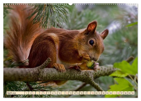 Produktbild: Eichh&ouml;rnchen - immer wieder s&uuml;&szlig; (Wandkalender 2026 DIN A2 quer), CALVENDO Monatskalender