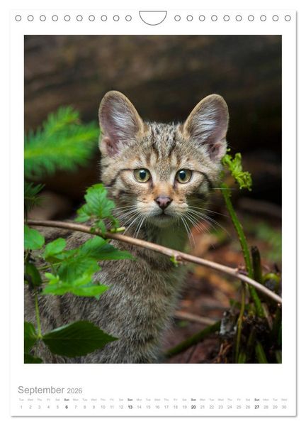 Produktbild: European Wildcats (Wall Calendar 2026 DIN A4 portrait), CALVENDO 12 Month Wall Calendar