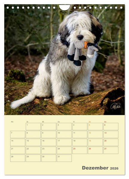 Produktbild: PON-Welpen - jeder Tag ein gro&szlig;es Abenteuer / Planer (Wandkalender 2026 DIN A4 hoch), CALVENDO Monatskalender