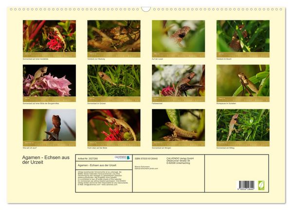 Produktbild: Agamen - Echsen aus der Urzeit (Wandkalender 2026 DIN A2 quer), CALVENDO Monatskalender
