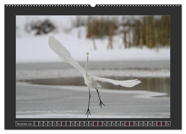 Produktbild: Winterzauber - Tiere in Eis und Schnee (Wandkalender 2026 DIN A2 quer), CALVENDO Monatskalender