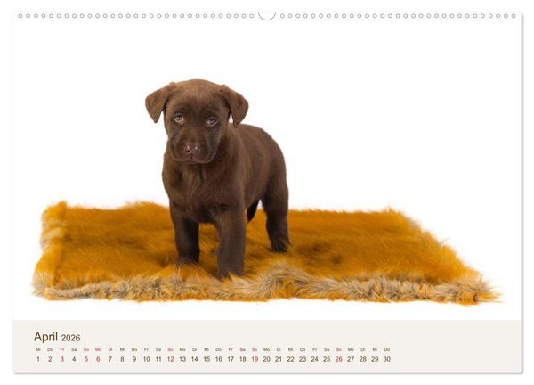 Produktbild: Labrador - Welpen (Wandkalender 2026 DIN A2 quer), CALVENDO Monatskalender