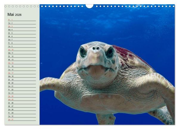 Produktbild: Meeresschildkr&ouml;ten. Nomaden der Ozeane (Wandkalender 2026 DIN A3 quer), CALVENDO Monatskalender