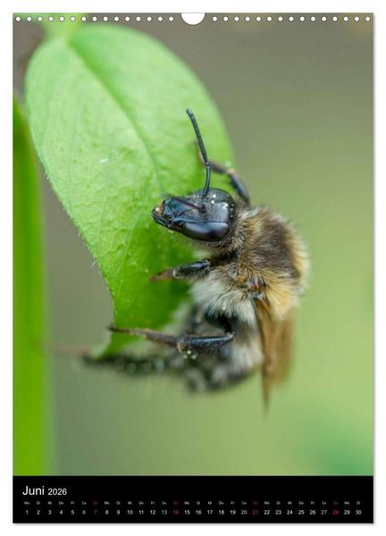 Produktbild: Bienen und Hummeln (Wandkalender 2026 DIN A3 hoch), CALVENDO Monatskalender