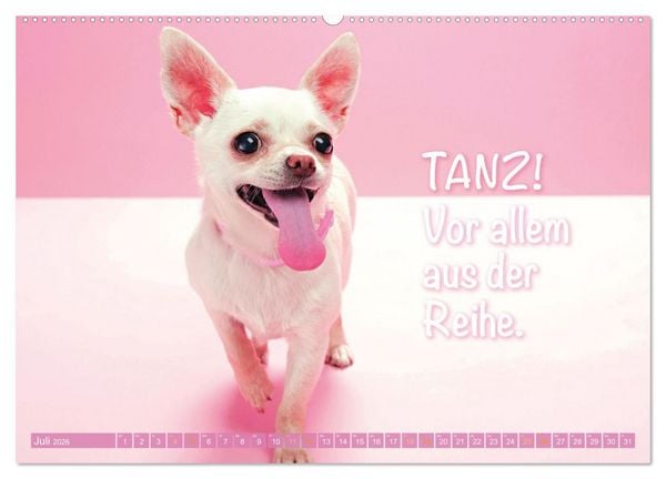 Produktbild: Chihuahua: Kleine Hunde, aber oho (hochwertiger Premium Wandkalender 2026 DIN A2 quer), Kunstdruck in Hochglanz