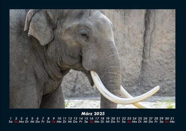 Produktbild: Elefanten 2025 Fotokalender DIN A4
