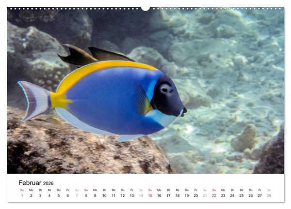 Produktbild: Unterwasserwelt der Malediven I (Wandkalender 2026 DIN A2 quer), CALVENDO Monatskalender