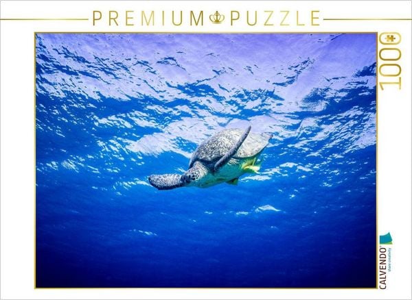Produktbild: CALVENDO Puzzle Suppenschildkr&ouml;te in &Auml;gypten | 1000 Teile Lege-Gr&ouml;&szlig;e 64x48cm Foto-Puzzle f&uuml;r gl&uuml;ckliche Stunden