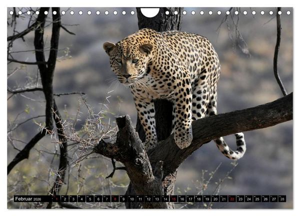 Produktbild: Faszination Afrika: Der Leopard (Wandkalender 2026 DIN A4 quer), CALVENDO Monatskalender