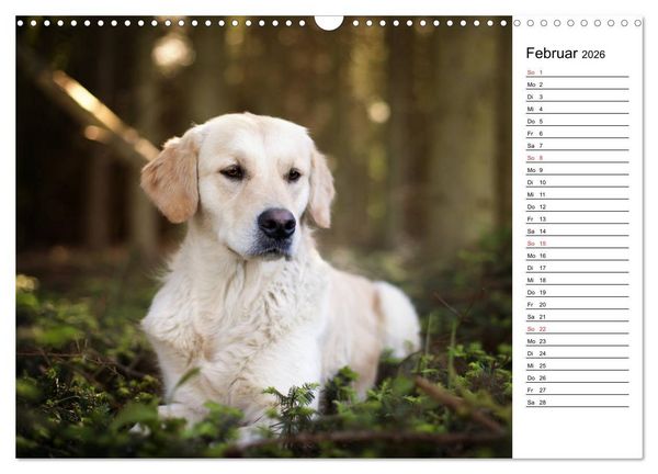 Produktbild: Goldig durch das Jahr! (Wandkalender 2026 DIN A3 quer), CALVENDO Monatskalender