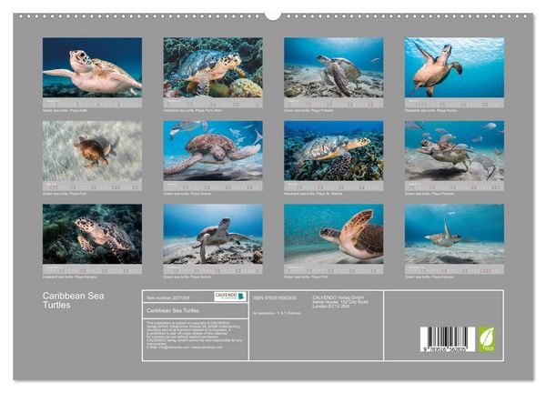 Produktbild: Caribbean Sea Turtles (High Quality Premium Wall Calendar 2026 DIN A2 landscape),CALVENDO 12 Month Wall Calendar