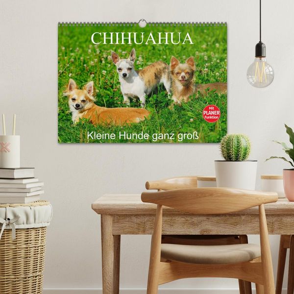 Produktbild: Chihuahua - Kleine Hunde ganz gro&szlig; (Wandkalender 2026 DIN A3 quer), CALVENDO Monatskalender